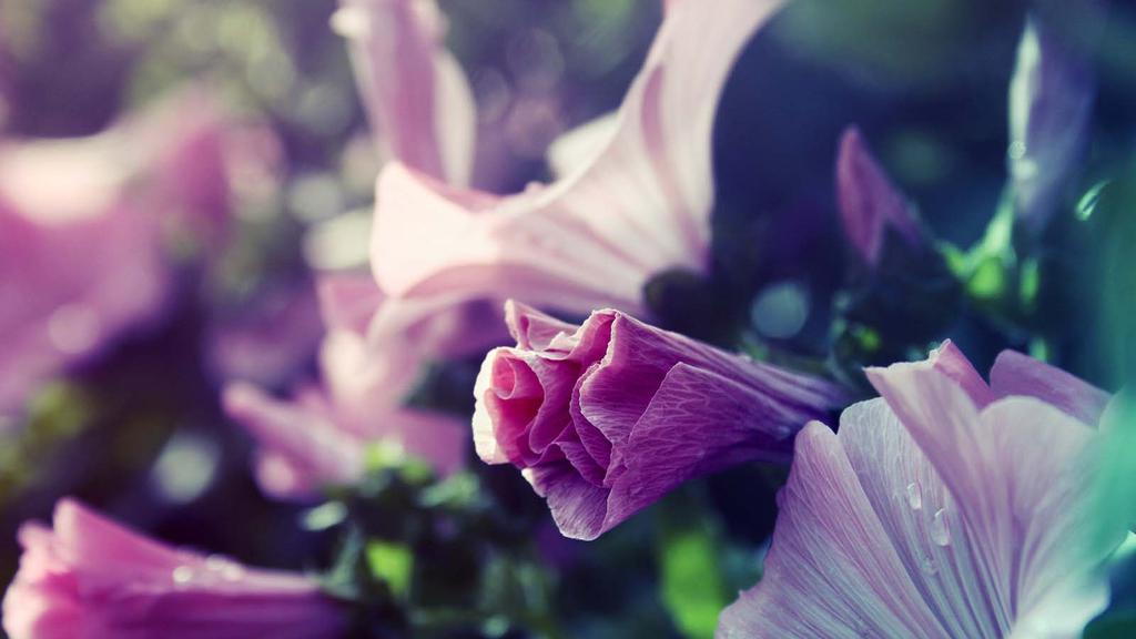 win8唯美梦幻花草