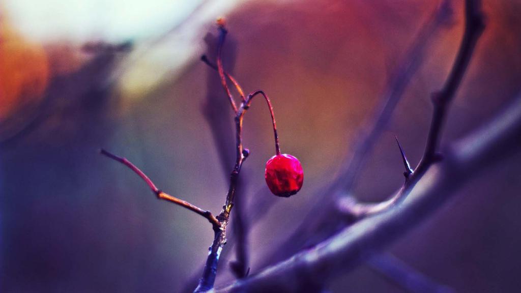 win8唯美梦幻花草