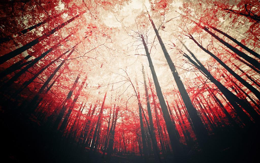 高清win8唯美自然秋韵