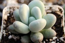 肉肉植物之星美人