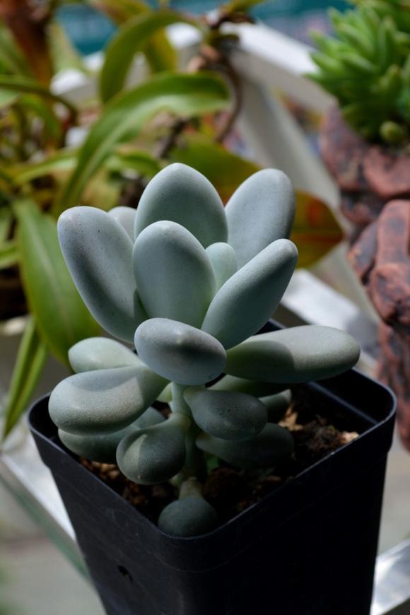 肉肉植物之星美人