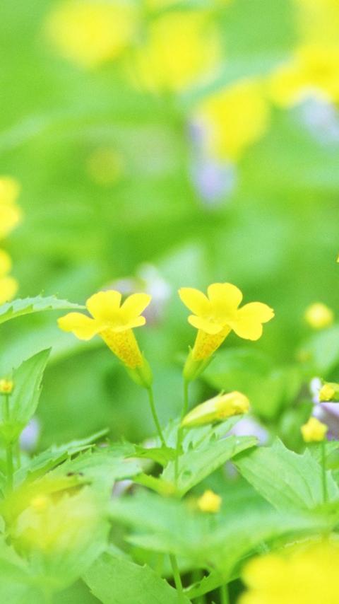 待到山花烂漫时