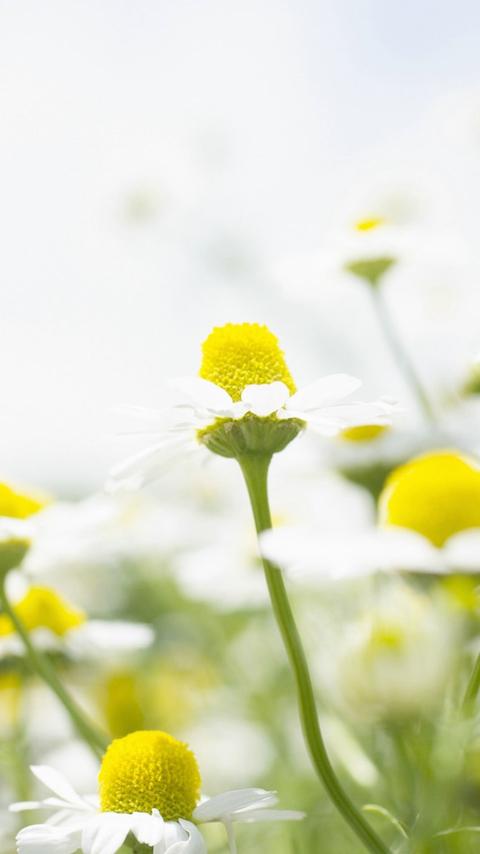 待到山花烂漫时