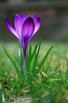 紫色鲜花集锦-0