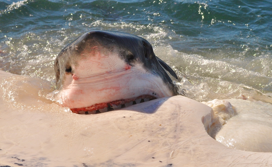 > || 更新时间:2014-07-14 颜色分 蓝色 关键词:  大白鲨 鲨鱼 恐怖