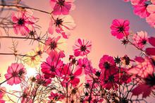 格桑花唯美摄影