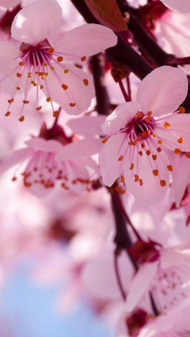 花儿的美丽世界