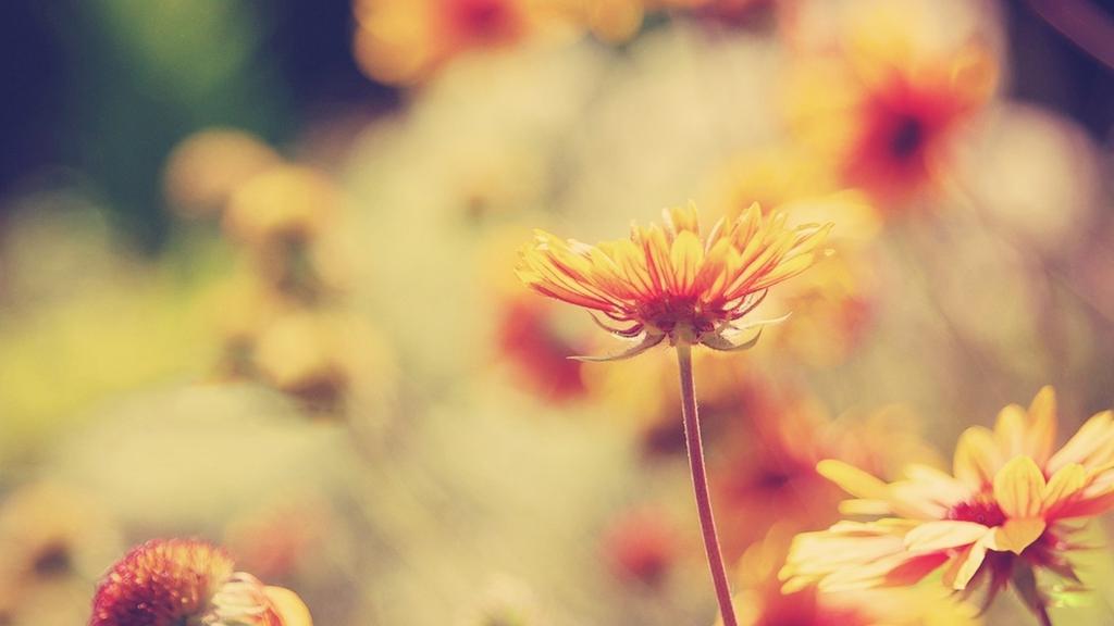 win7小清新唯美植物