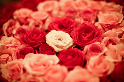 七夕情人节玫瑰花卉