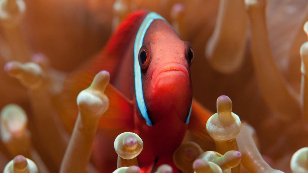 美丽的海底世界