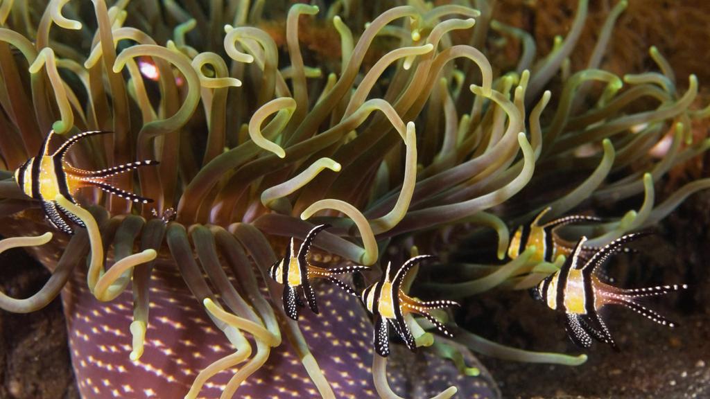 奇妙的海底世界