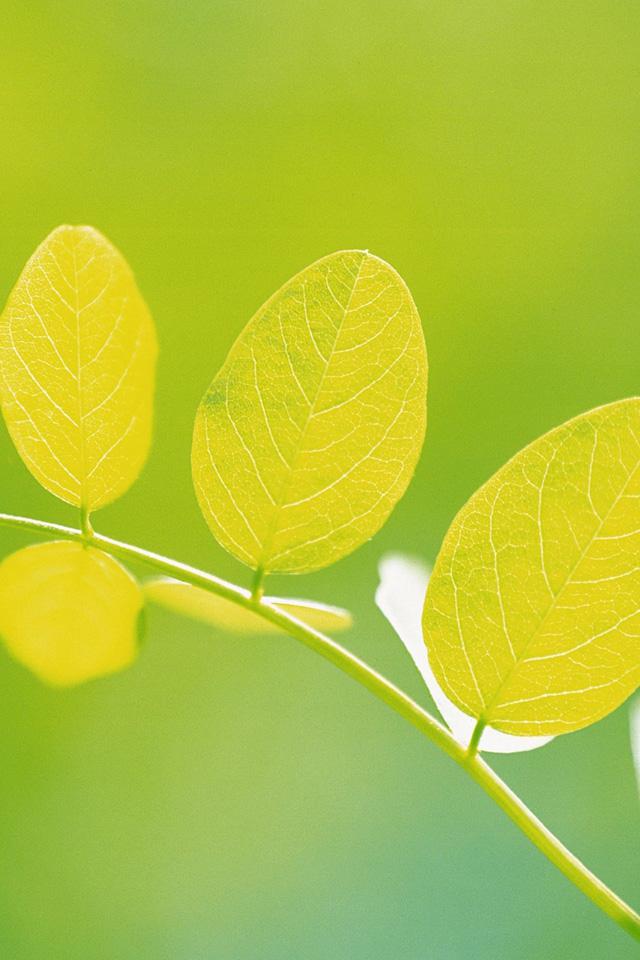 绿色清新叶子特写