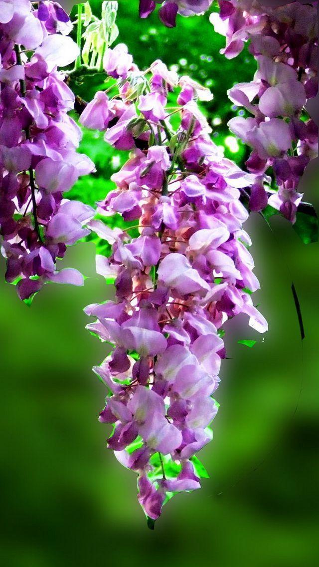 紫藤花美丽写真,高清图片,手机锁屏桌面-壁纸族