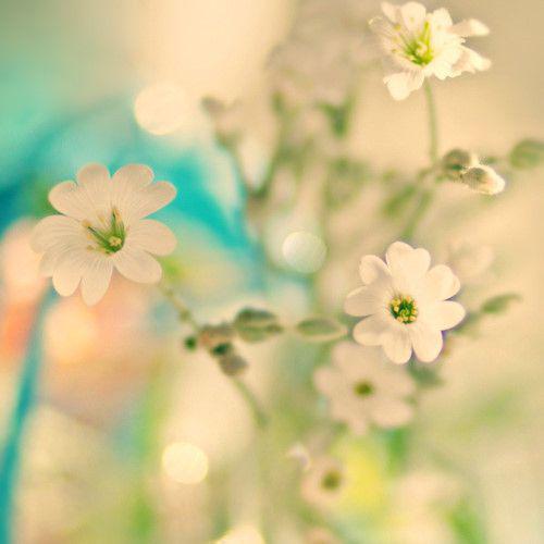 花草植物意境美