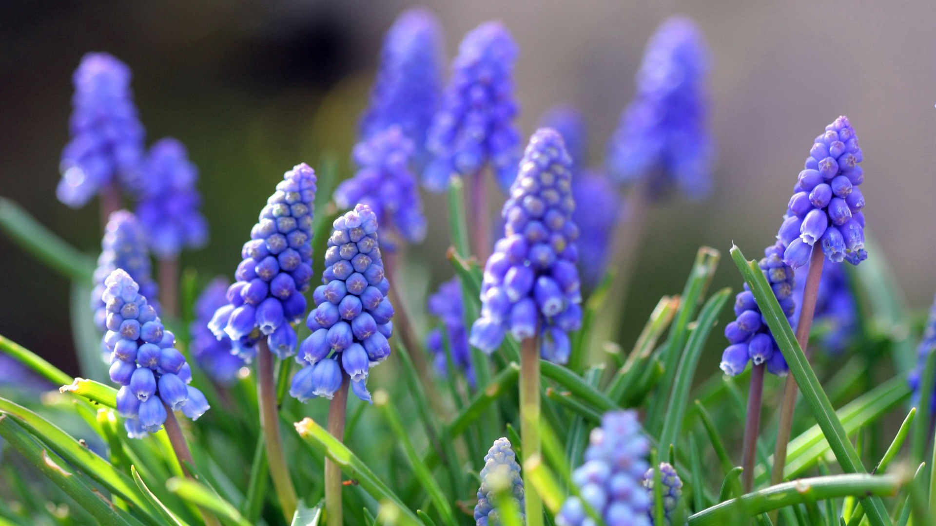 唯美风信子自然风景,风信子,唯美,自然,高清壁纸,桌面图片-壁纸族