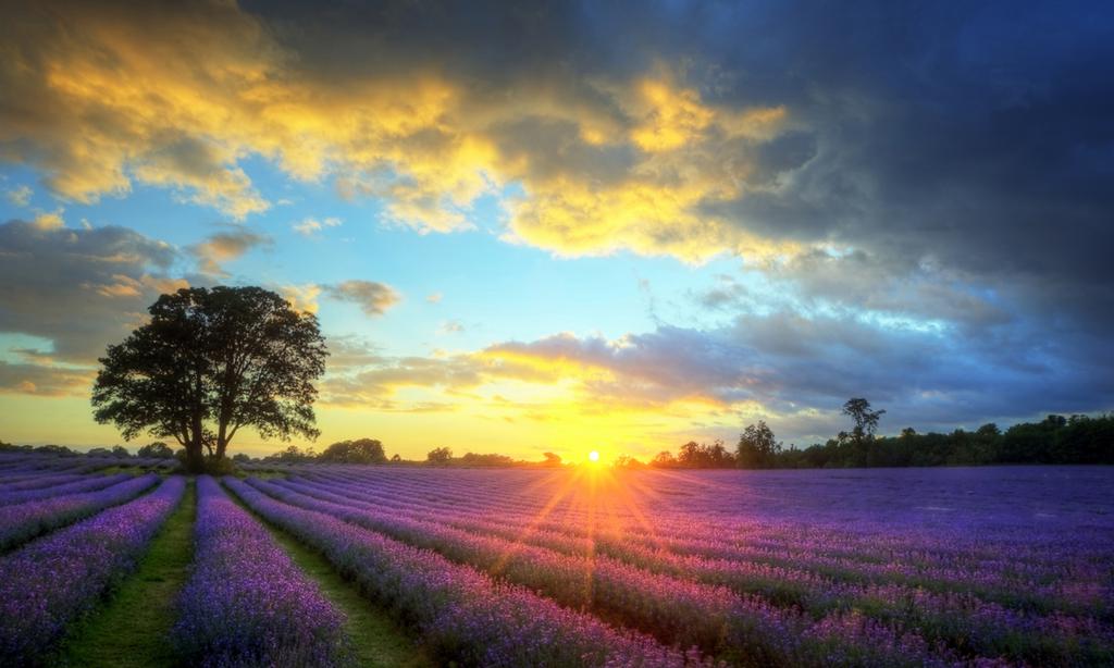 唯美普罗旺斯薰衣草