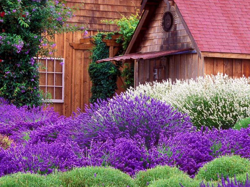 等待爱情的薰衣草