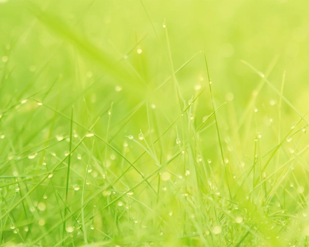 绿色唯美小清新养眼