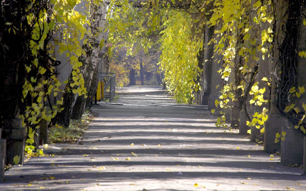 秋天道路落叶美景