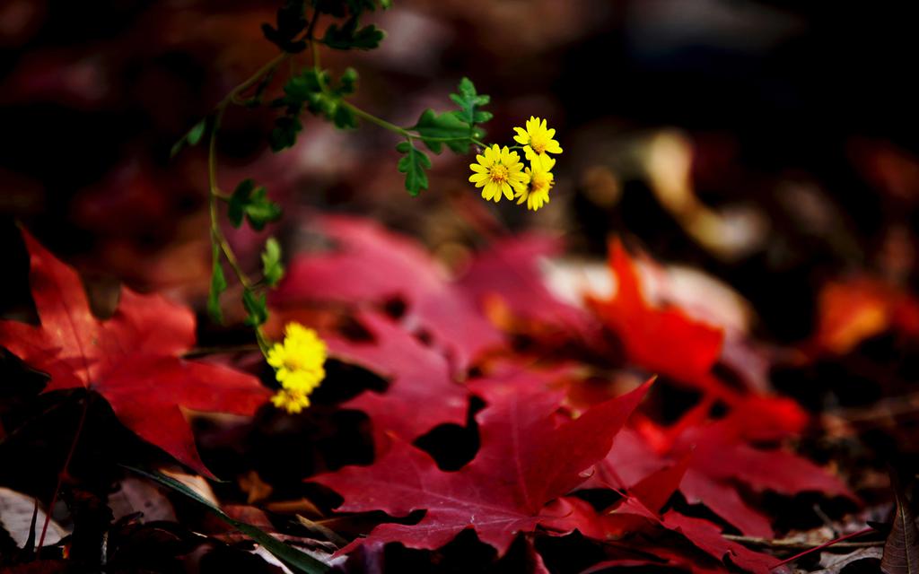 秋天萧瑟的枫叶