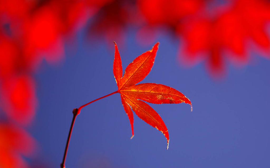 红枫叶