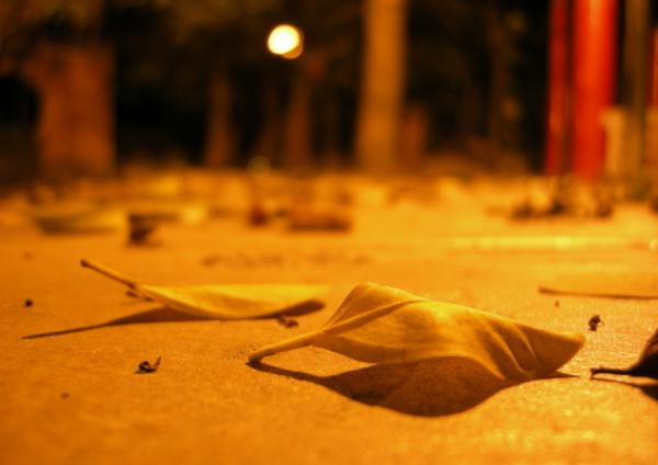 秋天落叶的日子