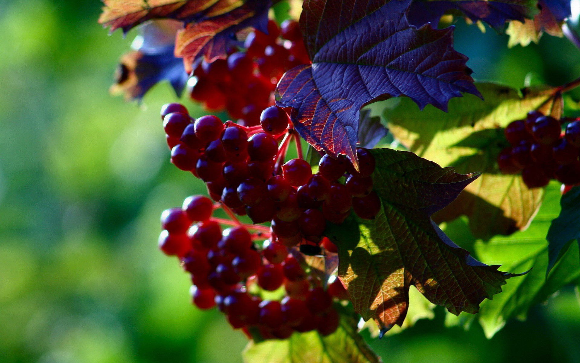 诱人的葡萄,高清图片,电脑桌面-壁纸族
