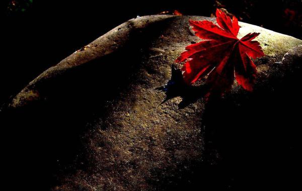 迷人的秋天枫叶