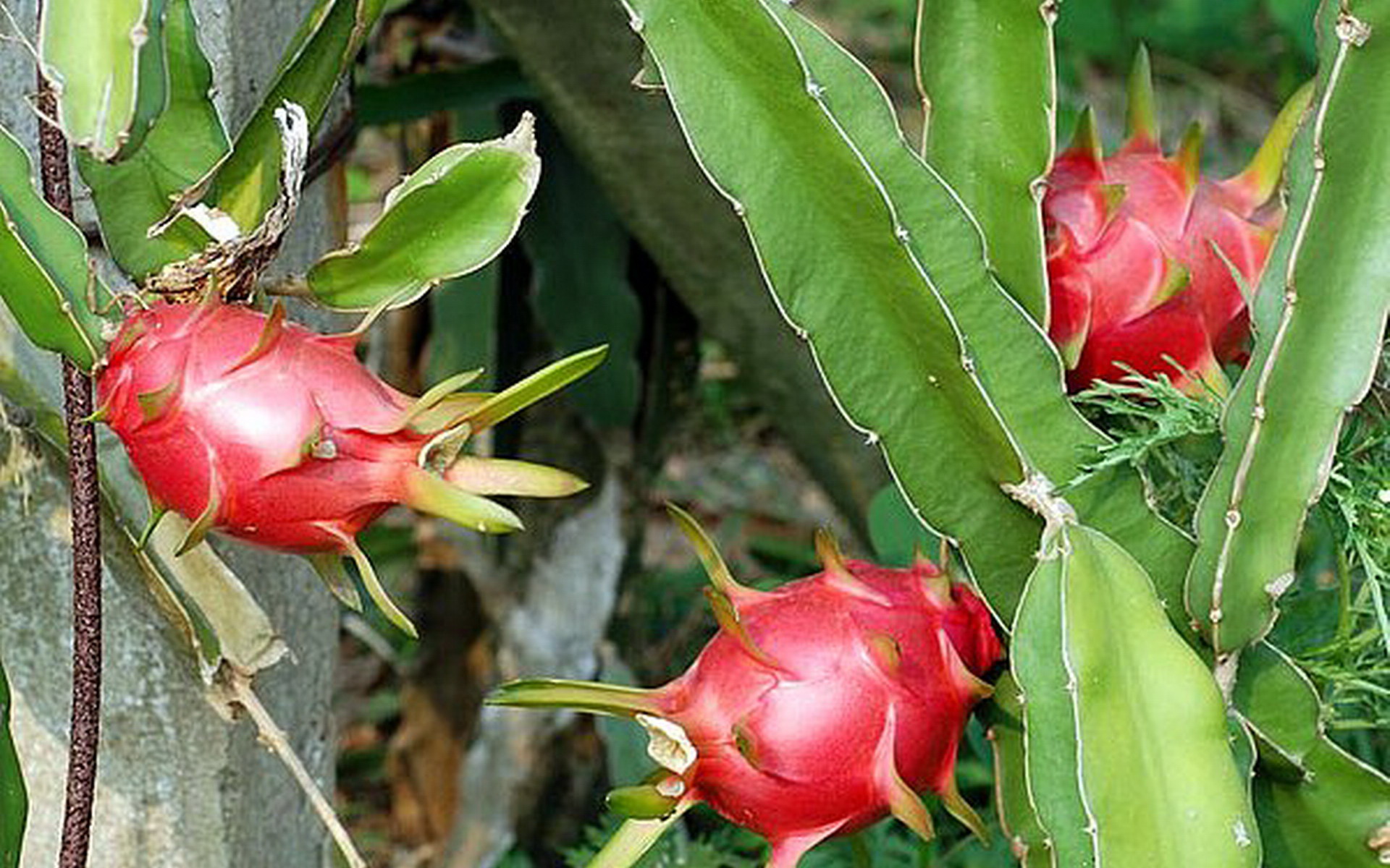 可口的火龙果,高清图片,电脑桌面-壁纸族