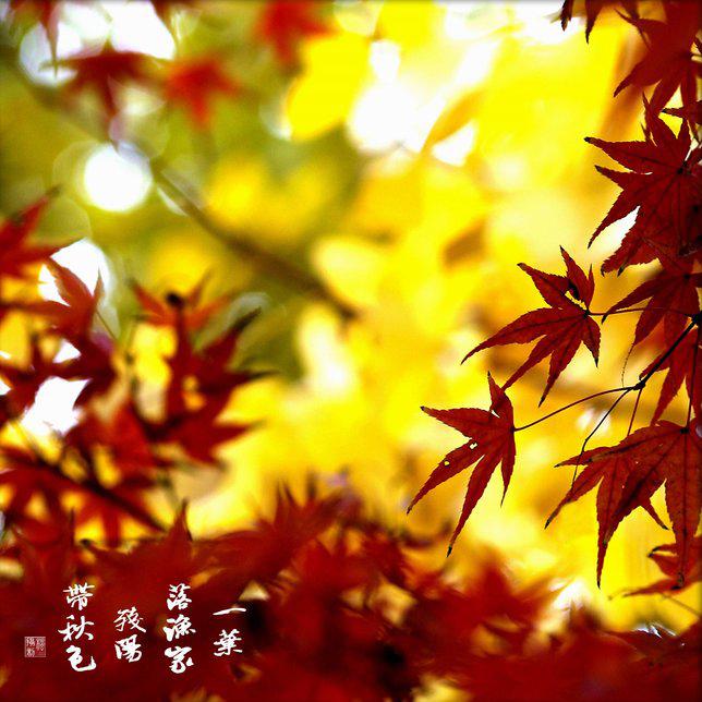 如诗如画唯美红枫叶