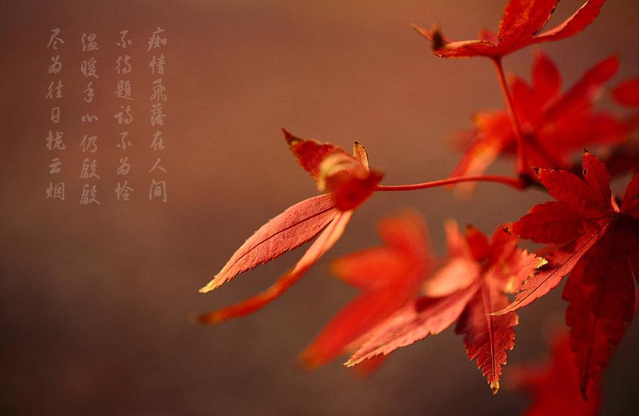 红“枫”情万种