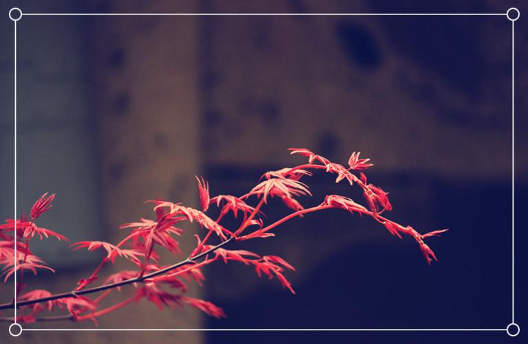 唯美意境红枫叶