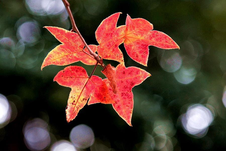 萧瑟秋意精美红叶