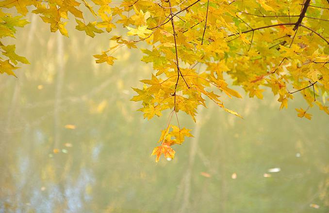 秋之金黄色枫叶