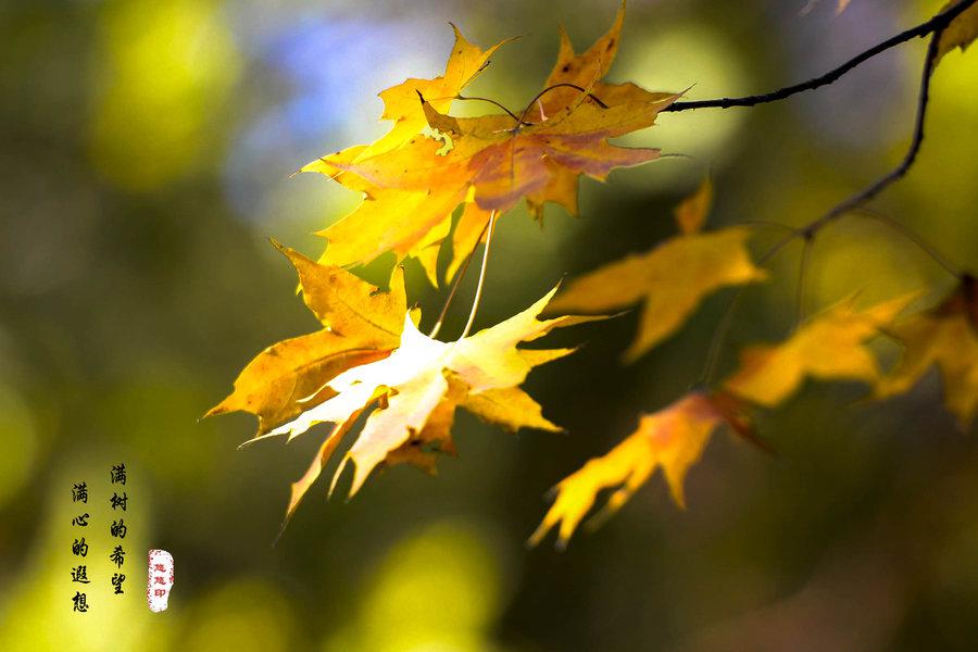黄色枫叶的浪漫