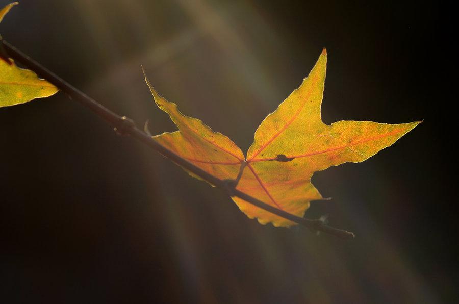 独一无二的枫叶