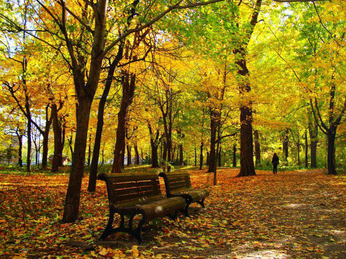 挂满黄色枫叶的枫树林