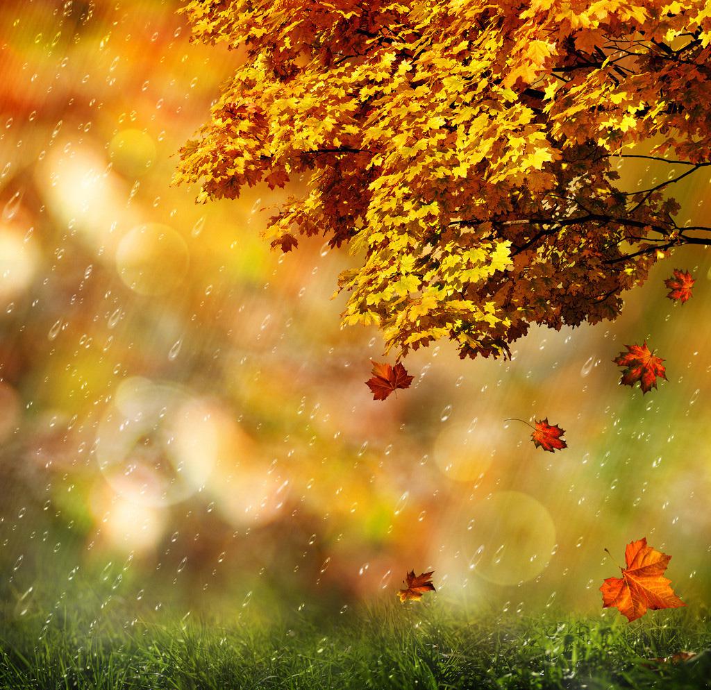 黄色枫叶唯美意境