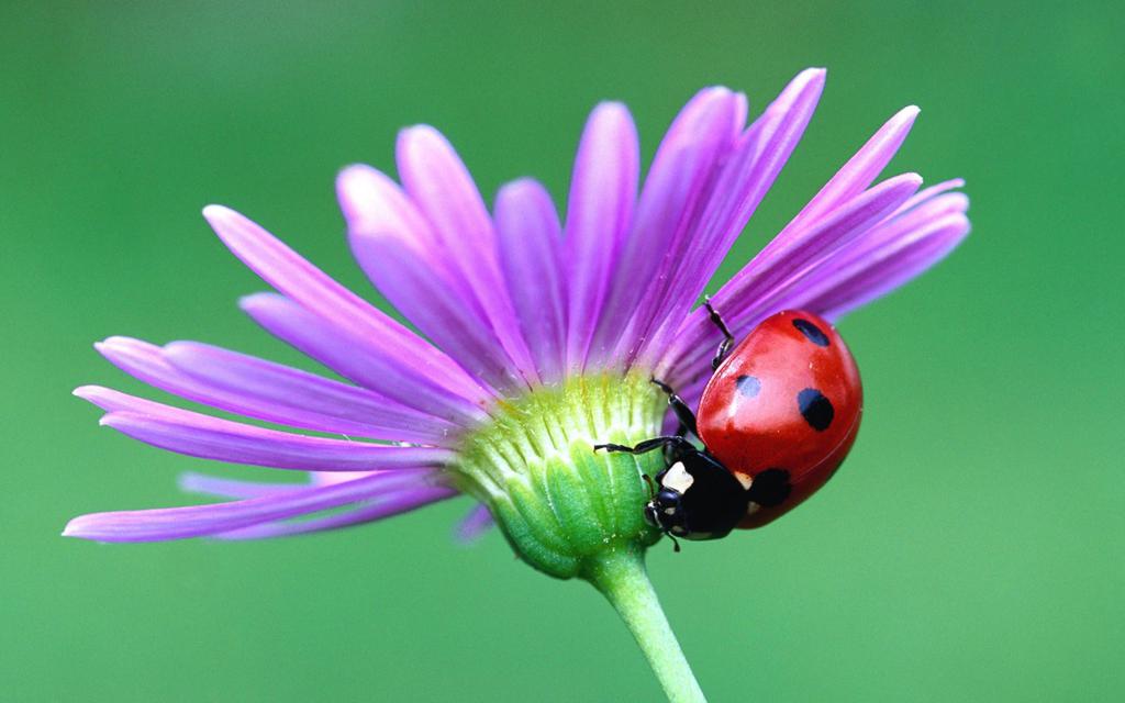 美丽的七星瓢虫