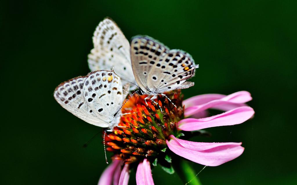 勤奋的点玄灰蝶