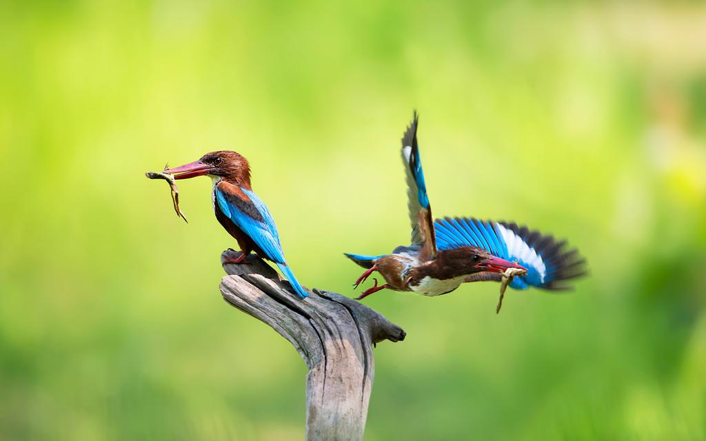 觅食的白胸翡翠鸟