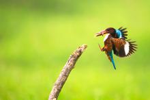 觅食的白胸翡翠鸟