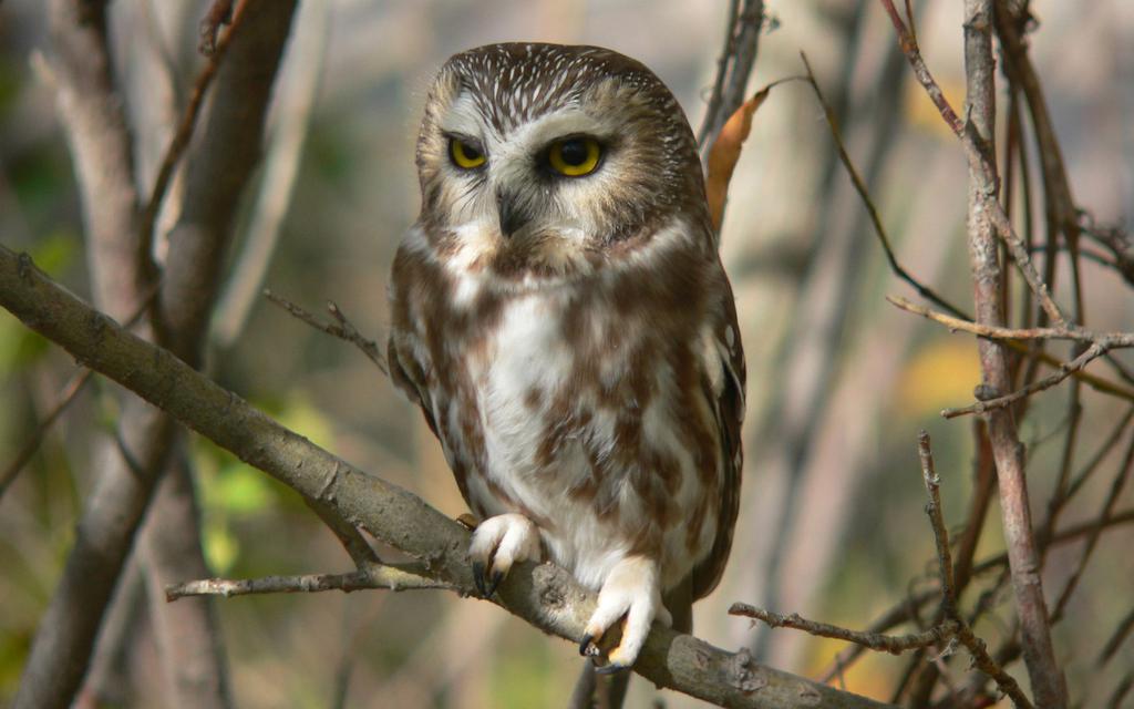 飞翔站立的猫头鹰