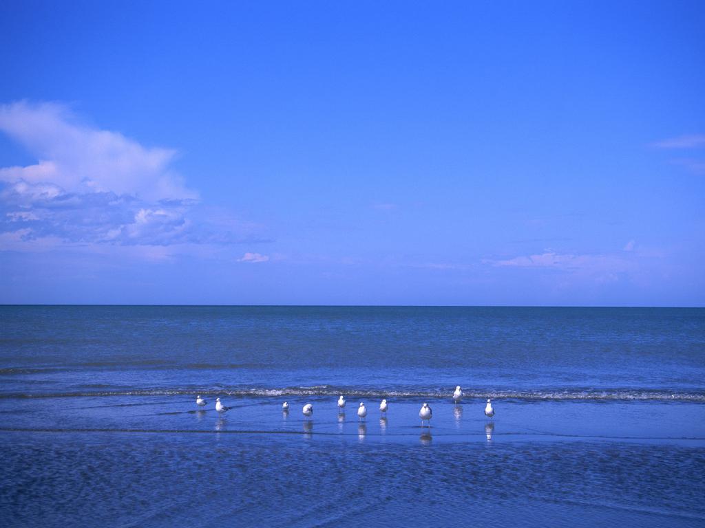 蔚蓝大海上自由的海鸥