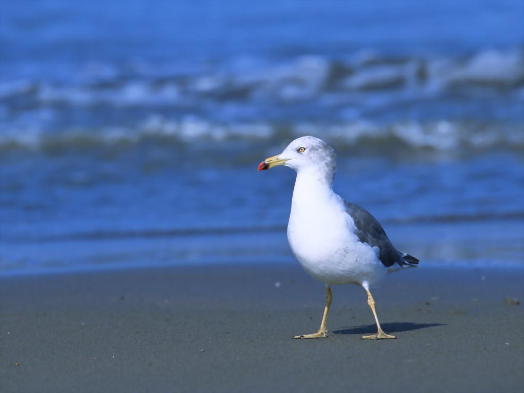 蔚蓝大海上自由的海鸥
