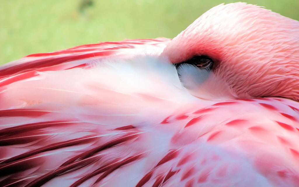 微距火烈鸟摄影