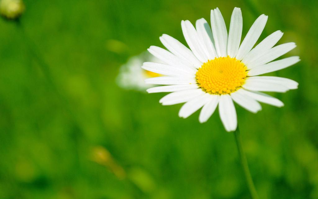 清新绿色的花儿