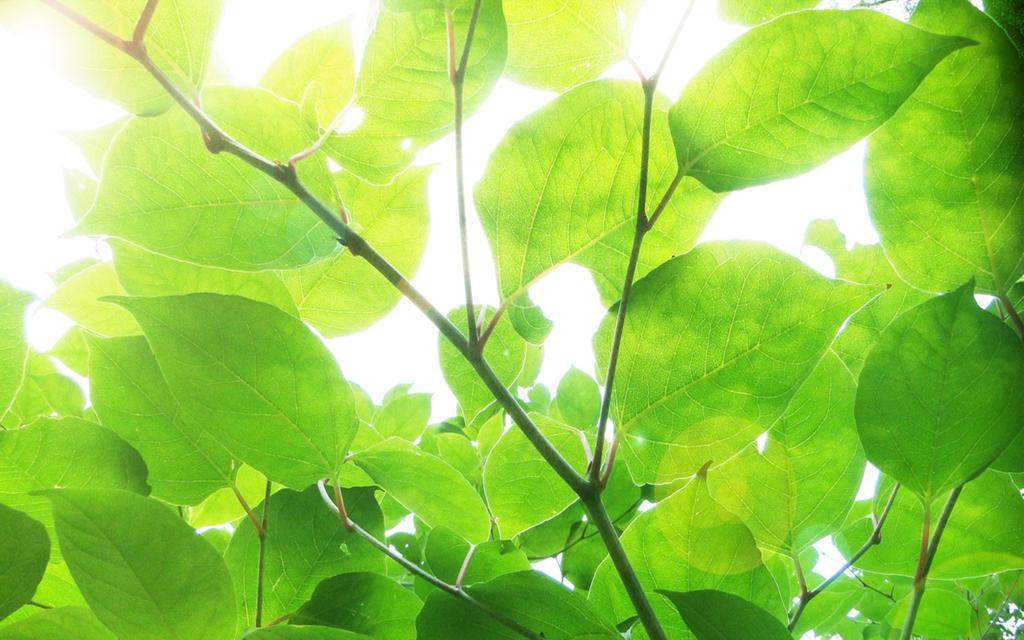 小清新绿色叶子