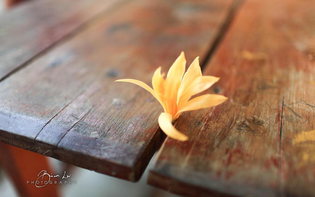 win8清新《自然的恩赐》