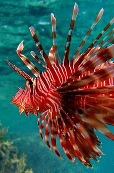 五彩斑斓的狮子鱼